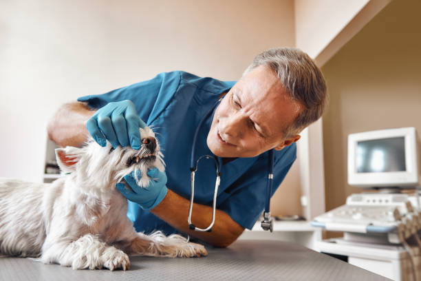 Best 24-Hour Emergency Dentist in Orland Park, IL
